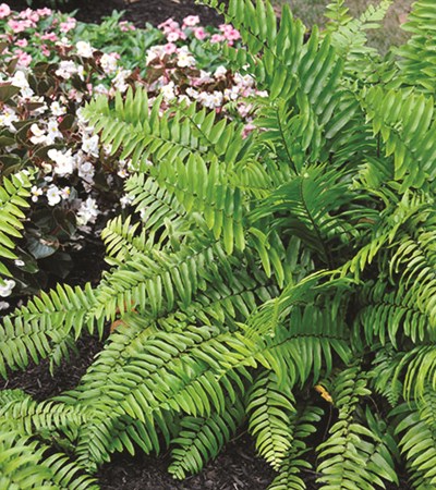 Macho Fern
